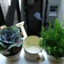 Healthy Habits are created by growing a Herb Garden on a windowsill