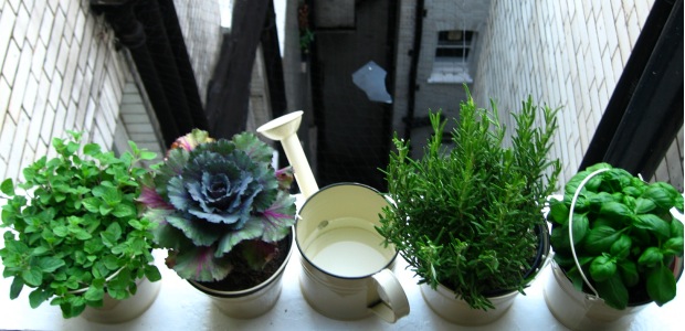 Healthy Habits are created by growing a Herb Garden on a windowsill
