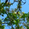 Canopy-of-Trees